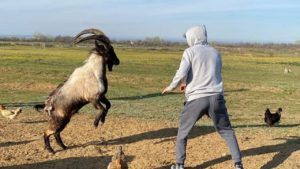 UFC News: Khabib wrestles bears....Zabit spars with a goat? - Zabit